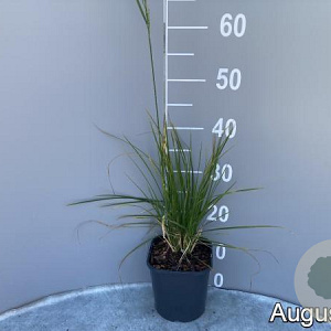 Deschampsia cesp. 'Goldschleier' GM 2,0L