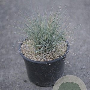 Festuca glauca 'Elijah Blue' GM 2,0L
