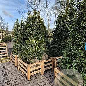 Prunus l. 'Angustifolia' 175-200 cm met kluit