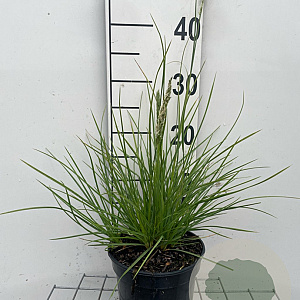 Sesleria autumnalis GM 2,0L