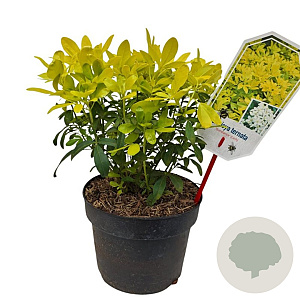 Choisya t. Sundance 25-30 cm 3,5L