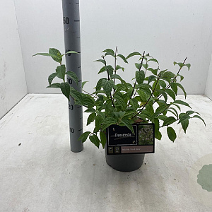 Deutzia hybrida 'Mont Rose' 30-40 cm 3,0L