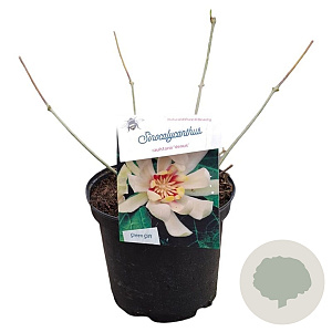 Sinocalycanthus raul. Venus 25-30 cm 3,5L