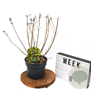 Caryopteris cland. Hint of Gold 40-60 cm 3,0L