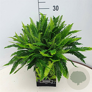 Blechnum spicant 35-40 cm 10L