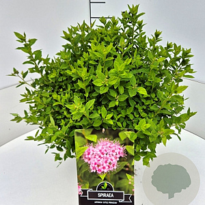 Spiraea jap. 'Little Princess' 30-35 cm 10L