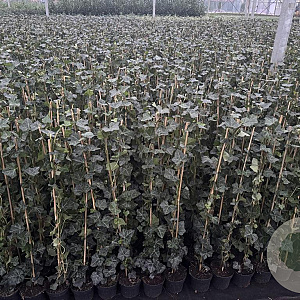 Hedera hibernica 80-100 cm C1.5 met stok