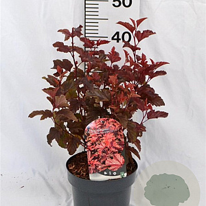 Physocarpus opulif. Little Angel 30-50 cm 3,0L