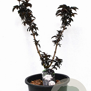 Sambucus nigra Black Tower 60-90 cm 12L