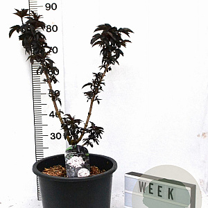 Sambucus nigra Black Tower 60-90 cm 12L