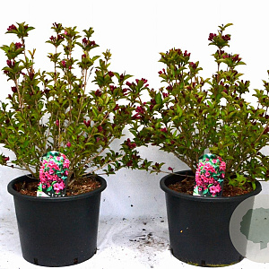 Weigela Big Love 60-80 cm 12L