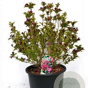 Weigela Big Love 60-80 cm 12L
