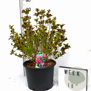 Weigela Big Love 60-80 cm 12L