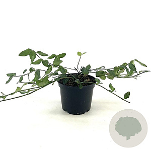 Euonymus fort. 'Hort's Blaze' 25-30 cm 2,0L