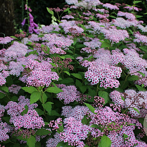 Spiraea japonica 'Sparkling Champagne' 25-30 cm 3,5L