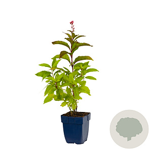 Eupatorium mac. 'Atropurpureum' GM  P11