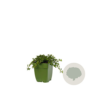 Thymus puleg. 'Tabor' GM  P11