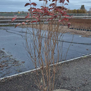 Cornus kousa chinensis 125-150 cm met kluit