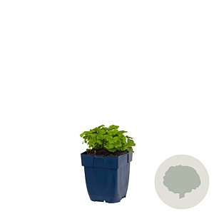 Cymbalaria muralis GM  P11