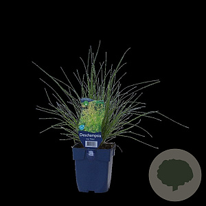 Deschampsia cesp. 'Palava' GM  P11