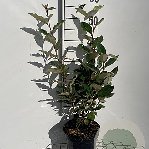 Elaeagnus ebbingei 50-60 cm 3,0L