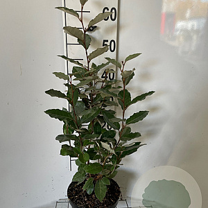 Elaeagnus ebbingei 50-60 cm 3,0L