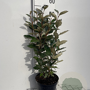 Elaeagnus ebbingei 50-60 cm 3,0L