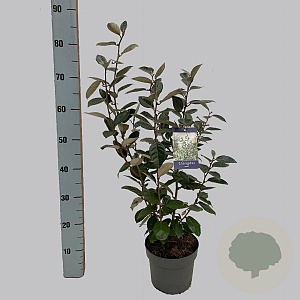 Elaeagnus ebbingei 50-60 cm 3,0L