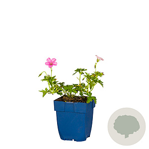 Geranium rivers. 'Russell Prichard' GM  P11