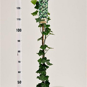 Hedera hibernica 125-150 cm 2,5L