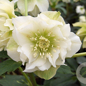 Helleborus o. 'Double Ellen White' GM P9