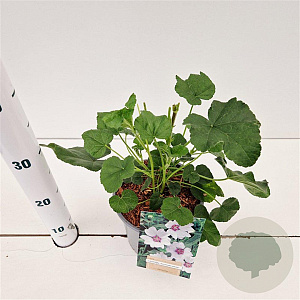 Lavatera 'Blushing Bride' GM 2,5L