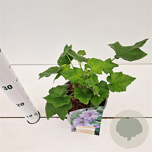 Lavatera 'Lilac Lady' GM 2,5L