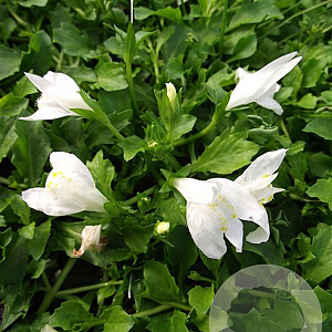 Mazus reptans 'Albus' GM P9