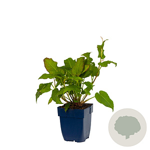 Persicaria amplexicaulis GM  P11