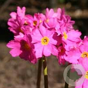 Primula rosea 'Grandiflora' GM P9