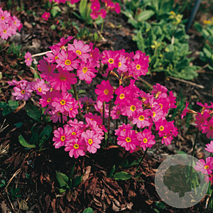 Primula rosea 'Grandiflora' GM P9