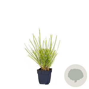Sesleria autumnalis GM  P11