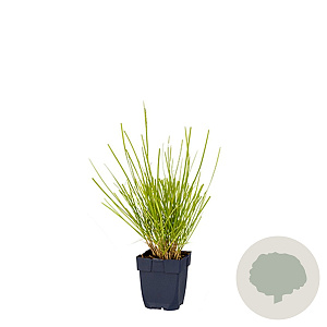 Sesleria autumnalis GM  P11