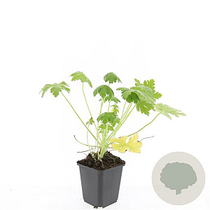 Geranium macr. 'Spessart' GM P9