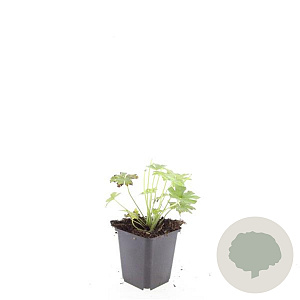 Geranium macr. 'Spessart' GM P9