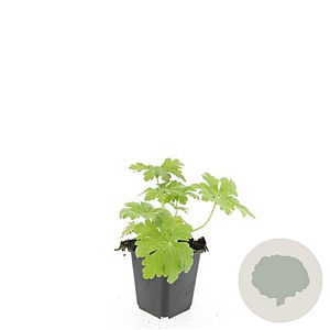 Geranium macr. 'Spessart' GM P9