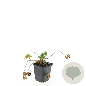 Geranium macr. 'Spessart' GM P9