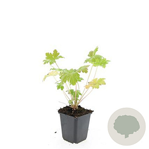 Geranium macr. 'Spessart' GM P9