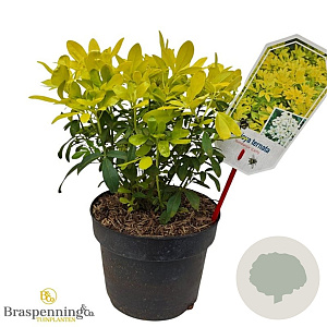 Choisya t. Sundance 25-30 cm 3,5L