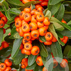 Pyracantha cocc. 'Orange Star' 100-125 cm 3,0L Gestokt