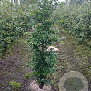 Fagus sylvatica 150-175 cm met kluit 1/2/2 geveerd
