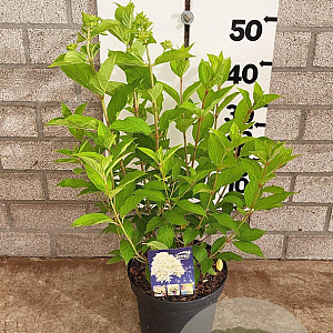 Hydrangea pan. Skyfall 40-60 cm 5,0L