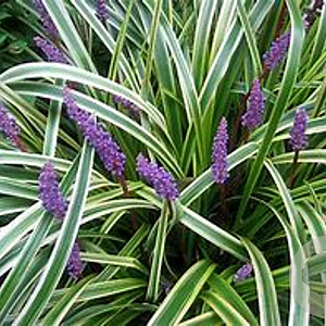 Liriope muscari plantgoed P9