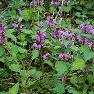 Lamium maculatum GM P9
